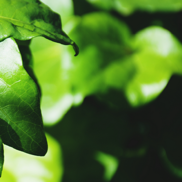 by nature from new zealand 2% hyaluronic acid gel intensely hydrates skin 50g / 1.76 oz