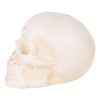 Small Cast Iron Skull Figurine or Paperweight