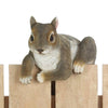 Climbing Cuties - Chip the Squirrel